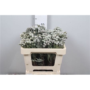 Kaaps Brunia Silver