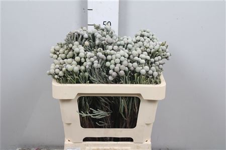 Kaaps Brunia Silver