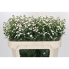 Aster White Gypsy