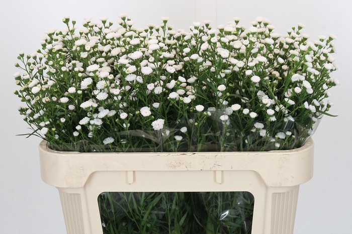 Aster White Gypsy