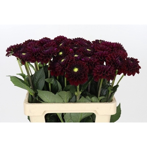 Dahlia BA 'Black Fox'