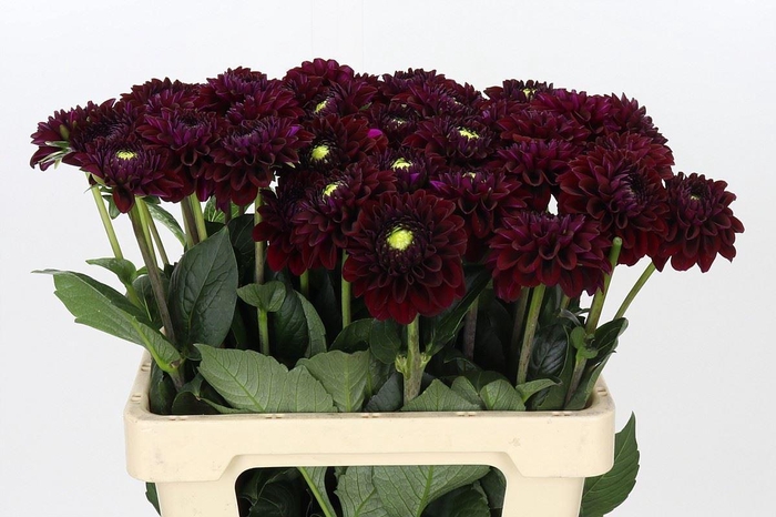 <h4>Dahlia BA 'Black Fox'</h4>