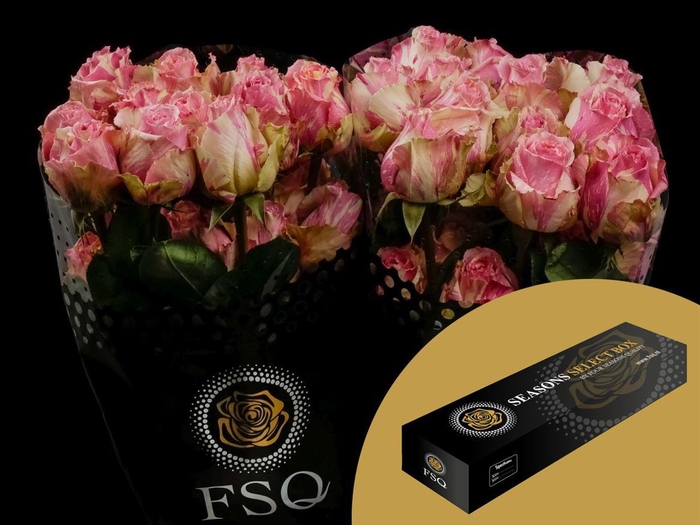 <h4>R GR Fiesta Box</h4>