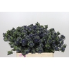 Eryngium Magical Grand Lagoon