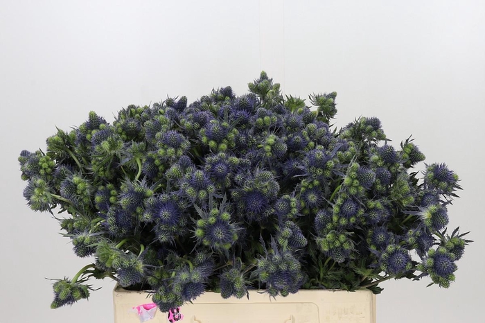 <h4>Eryngium Magical Grand Lagoon</h4>