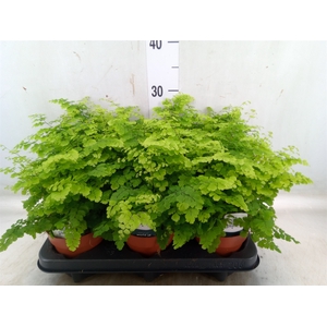 Adiantum raddi. 'Fritz-Luthi'