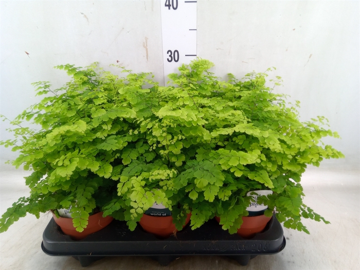 <h4>Adiantum raddi. 'Fritz-Luthi'</h4>