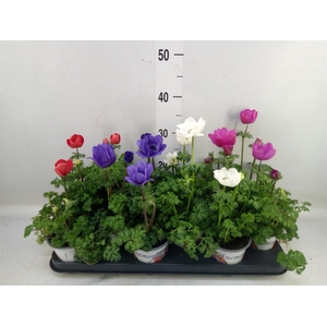 Anemone cor. 'Harmony'   ..mix