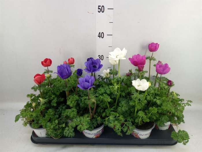 Anemone cor. 'Harmony'   ..mix
