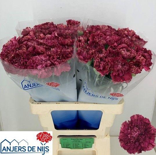 <h4>DI ST VIPER WINE</h4>