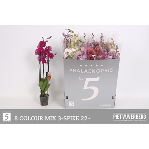 PHAL GEM 8 KL