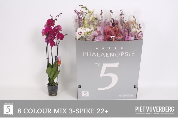 <h4>PHAL GEM 8 KL</h4>