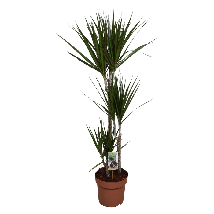 <h4>Dracaena Marginata</h4>