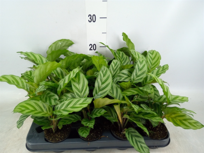 <h4>Calathea  'Freddie'</h4>