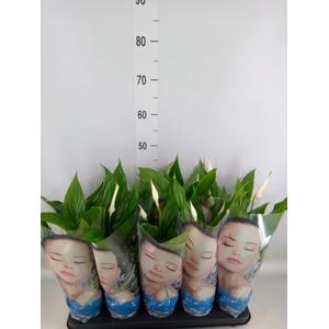 Spathiphyllum  'Alana'