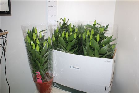 <h4>Lil Or After Eight 5pp</h4>