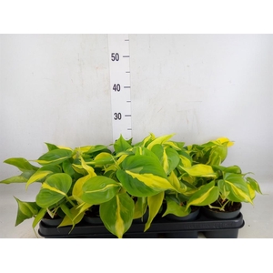 Philodendron scand. 'Brasil'