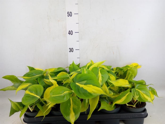 <h4>Philodendron scand. 'Brasil'</h4>
