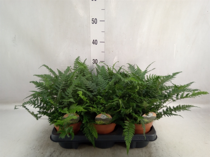 Polystichum tsus-simense