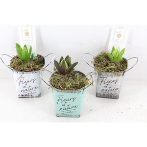 arr4 Hyacint FL - Zink fleurs 4kant x9