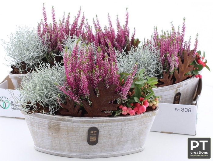 <h4>ARR TUINPLANTEN</h4>