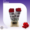 Rosa gr Freedom