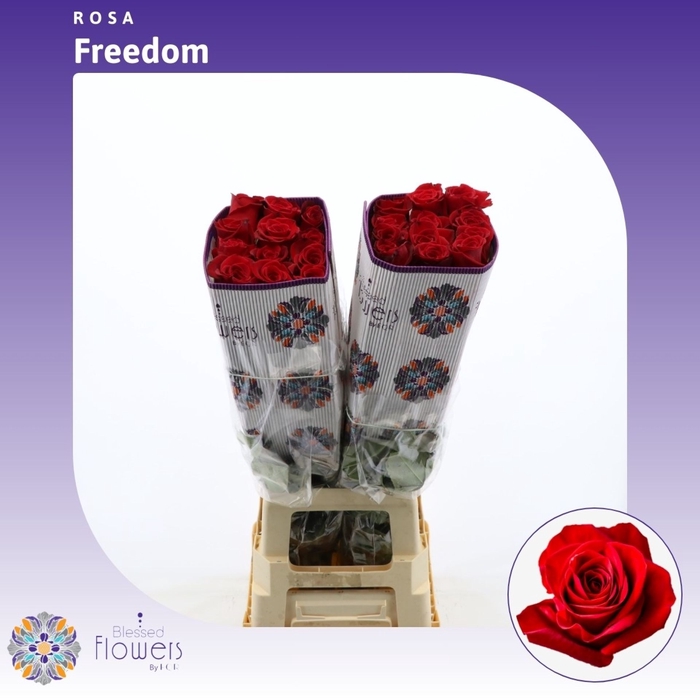 <h4>Rosa gr Freedom</h4>