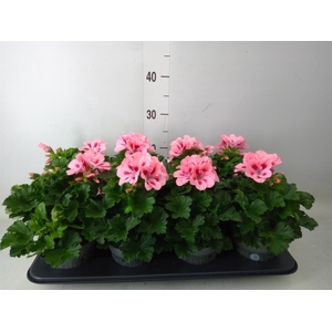 Pelargonium gran.   ..