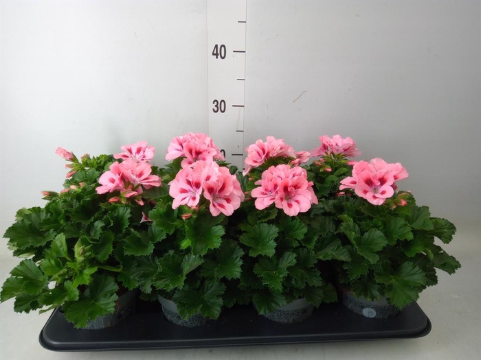 <h4>Pelargonium gran. ..</h4>