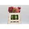 Nerine Mix