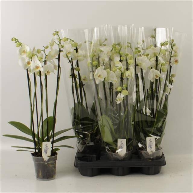 <h4>PHAL OV WIT</h4>