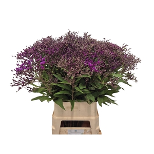 VERNONIA CRINITA