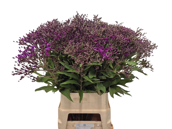 <h4>VERNONIA CRINITA</h4>