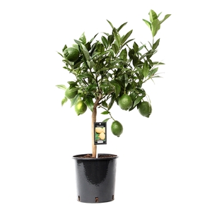 Citrus Green Lime stem P22