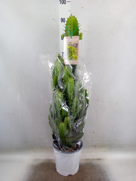 <h4>Euphorbia candelabrum</h4>