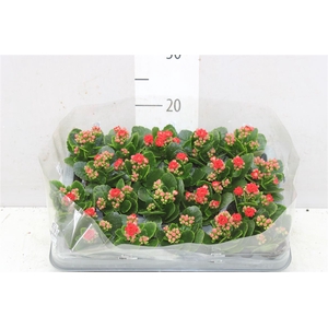 Kalanchoe Calandiva Rood