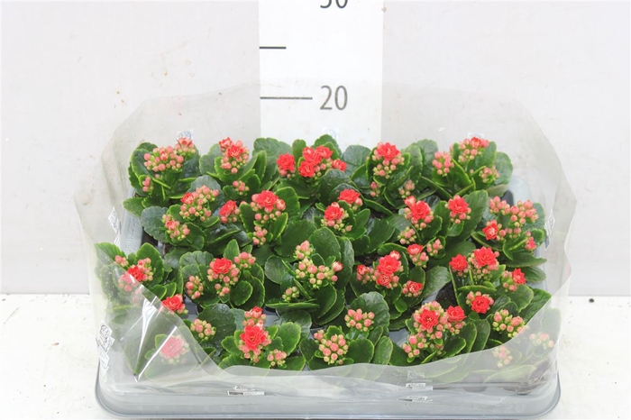 <h4>Kalanchoe Calandiva Rood</h4>