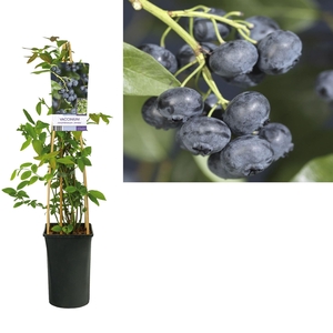 Vaccinium corymbos. 'Jersey'