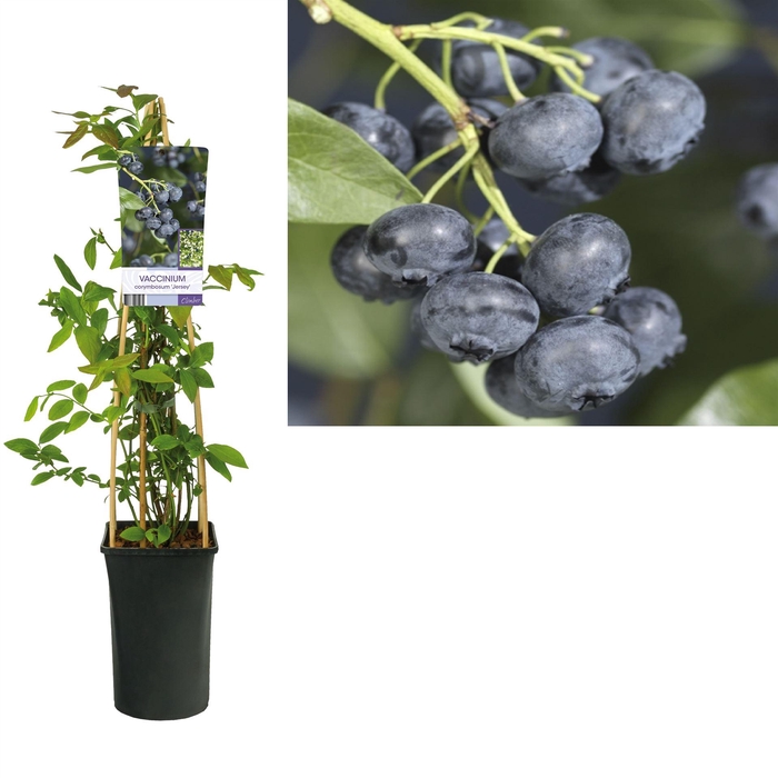 <h4>Vaccinium corymbos. 'Jersey'</h4>
