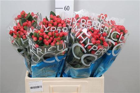 <h4>Hyp Coco Tango</h4>