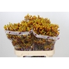 Anigozanthos Gold Fever