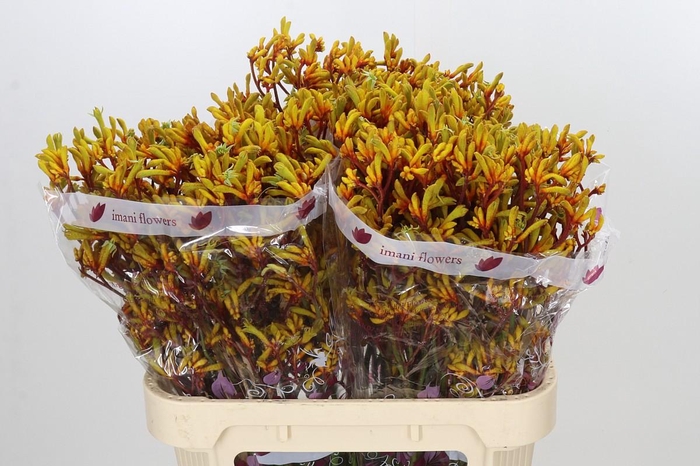 <h4>Anigozanthos Gold Fever</h4>