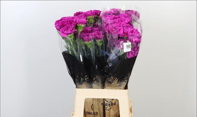 <h4>DI ST DARK FARIDA</h4>