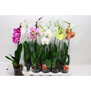 PHAL GEM