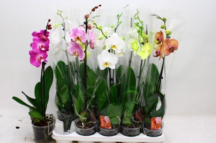 <h4>PHAL GEM</h4>