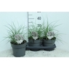 Miscanthus sinensis 'Red Chief'