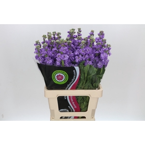 Matthiola Iron Blue