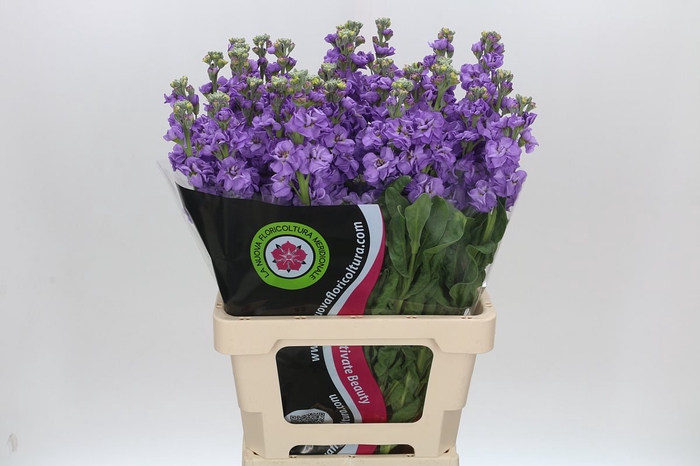 <h4>Matthiola Iron Blue</h4>