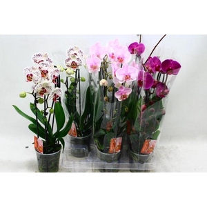 PHAL CASCADE MIX 2 TAK