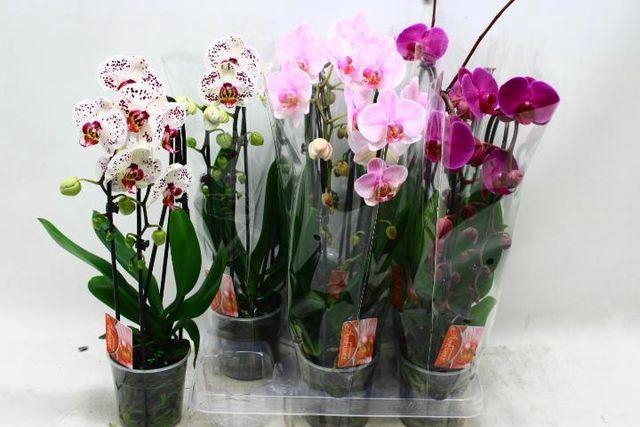 <h4>PHAL CASCADE MIX 2 TAK</h4>